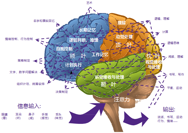 大脑训练